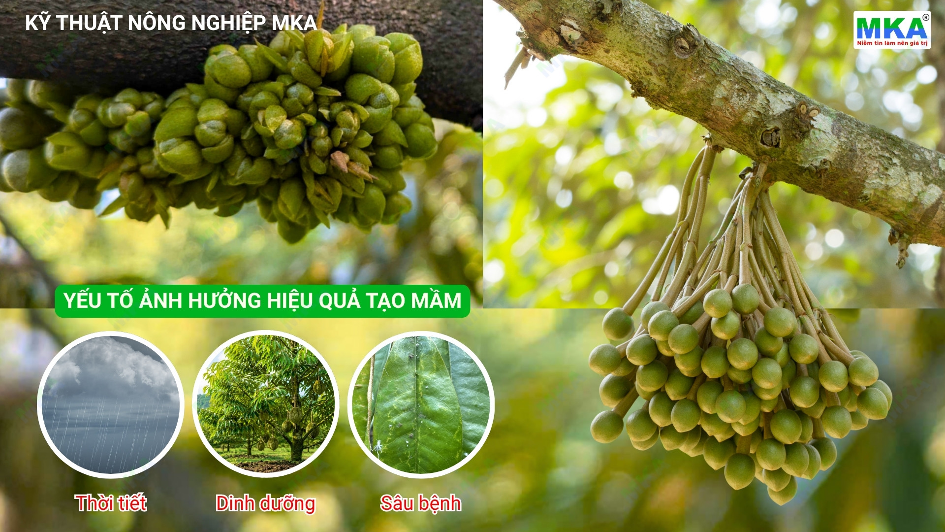 Các yếu tố ảnh hưởng hiệu quả tạo mầm mùa mưa